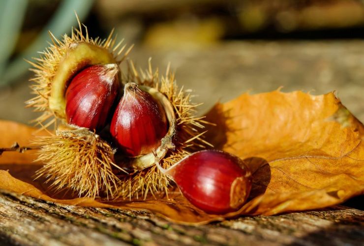 Le castagne da non consumare