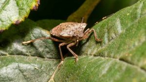 Il truco per debellare le cimici