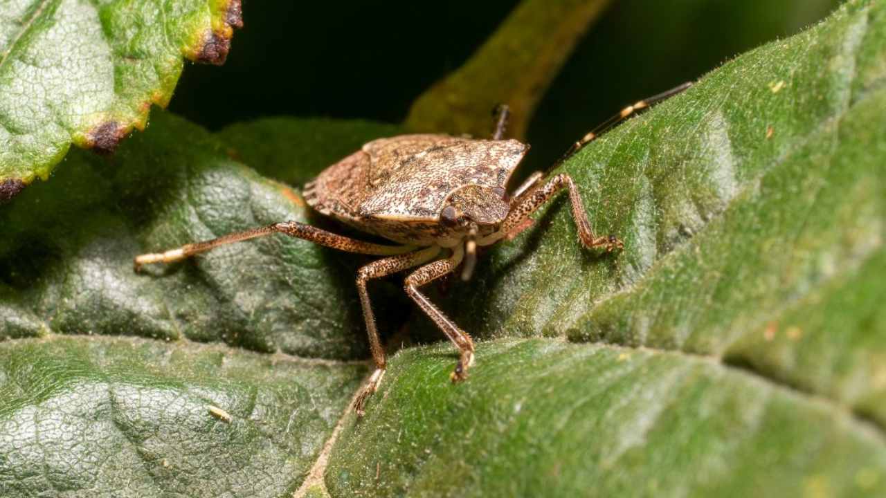 Il truco per debellare le cimici