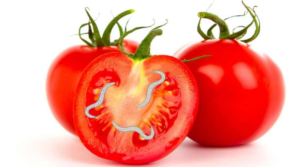 Pomodori-con-batterio-Foto-Freepik-Alganews
