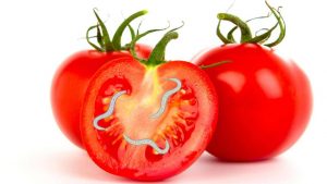 Pomodori-con-batterio-Foto-Freepik-Alganews