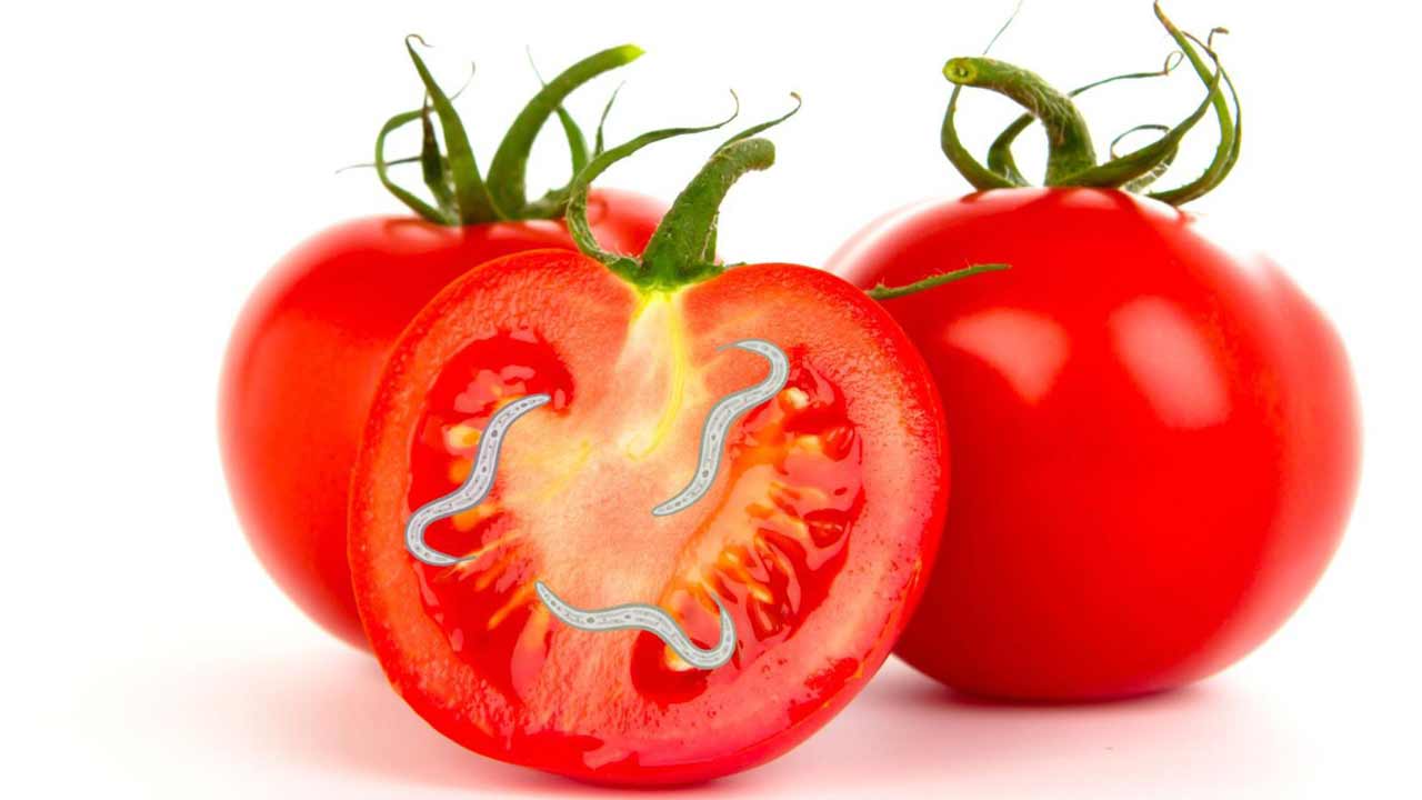 Pomodori-con-batterio-Foto-Freepik-Alganews